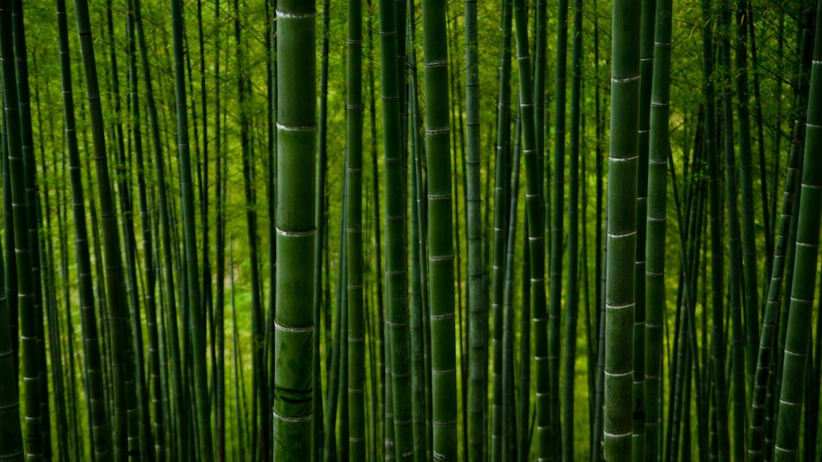 A green bamboo forest representing eco-friendly alternatives to conventional toilet paper